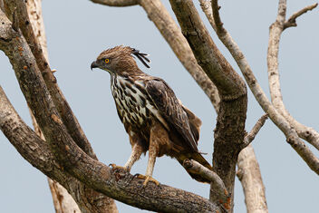 A Crested Hawk Eagle on a Perch - бесплатный image #473925
