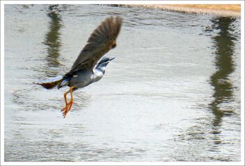 flying blue heron - image #473935 gratis