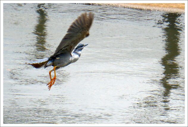 flying blue heron - image #473935 gratis