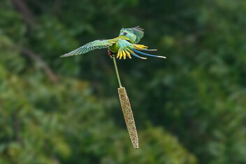 A Plum Headed parakeet carrying a corn cob to the tree - image #473955 gratis