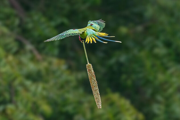 A Plum Headed parakeet carrying a corn cob to the tree - image gratuit #473955 