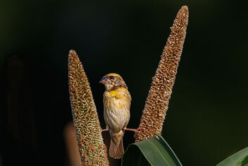 A Full Split by a Kung-Fu Baya Weaver - Kostenloses image #474025