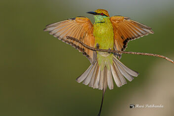 A Green Bee Eater Getting Back to its Perch - бесплатный image #474115