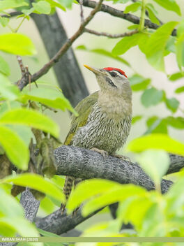 Scaly-bellied Woodpecker (Picus squamatus) - Free image #474135