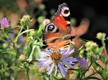Peacock butterfly - image gratuit #474215 
