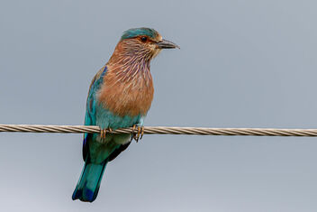An Indian Roller on a perch - Free image #474485
