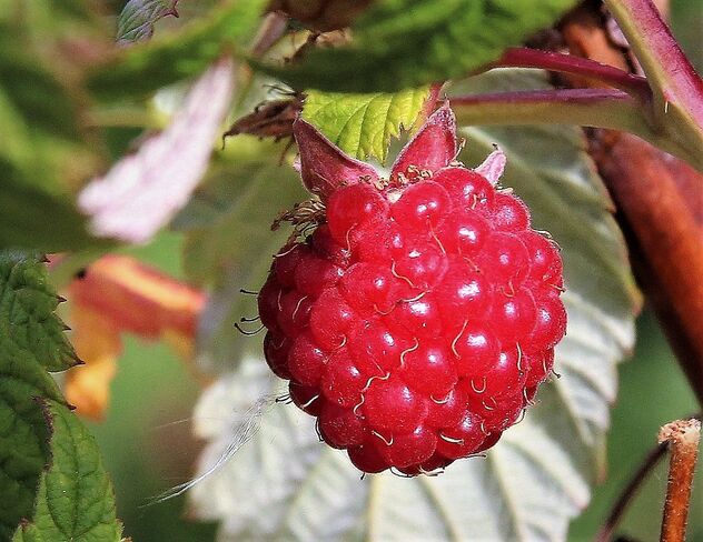 Last raspberries,, - бесплатный image #474505