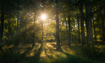 Sun Bursting Through the Trees - Kostenloses image #474635