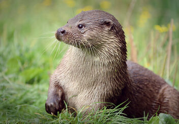 Otter Portrait - Free image #474675