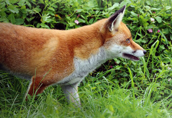 Fox in the undergrowth - image gratuit #474695 