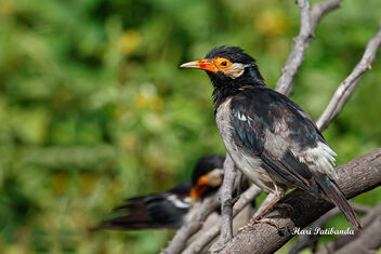 An Asian Pied Starling taking a break in the morning - image #474815 gratis