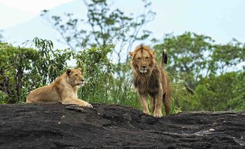 Kidepo Lions - image gratuit #475095 