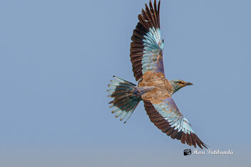A Migrant European Roller in Flight - Free image #475125