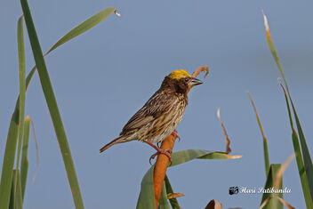 An Uncommon Streaked Weaver - Free image #475275