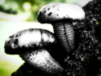 Pilzzeit - Mushroom season - image #475305 gratis