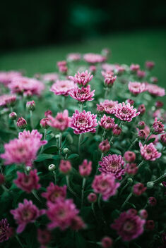 Pink flowers closeup. - image #475385 gratis