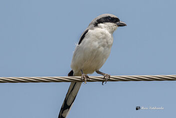 A Rare Great Grey Shrike on his favorite Perch! - Free image #475575