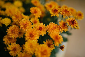 Yellow and orange flowers in the garden. - бесплатный image #475745