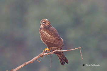 A Female Pallid Harrier roosting during sunrise - Free image #475815