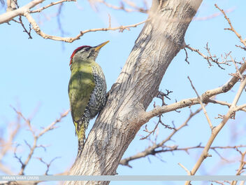 Scaly-bellied Woodpecker (Picus squamatus) - Free image #475855