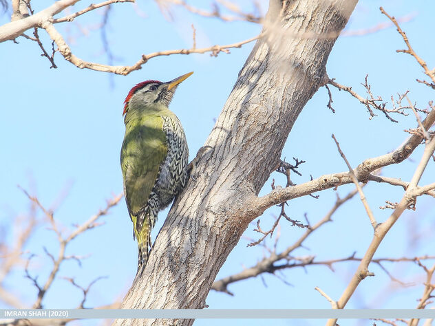 Scaly-bellied Woodpecker (Picus squamatus) - image #475855 gratis