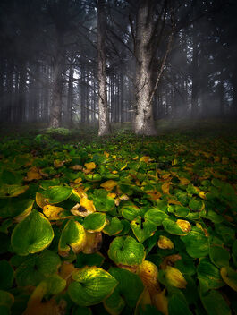Forest in Mist - image #475925 gratis