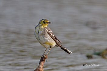A Citrine Wagtail preening - image gratuit #475935 