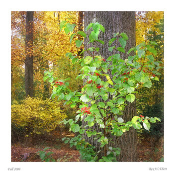 Forest Scene in Fall - image #475985 gratis