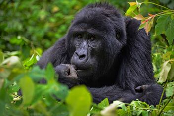Mountain Gorilla, Bwindi - бесплатный image #476185