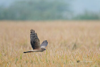 A Pallid Harrier circling over its roosting place - image gratuit #476275 