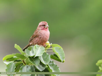 Red-Mantled Rosefinch (Carpodacus rhodochlamys) - Free image #476475