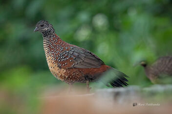 A Painted Spurfowl on the hillsides - image #476695 gratis
