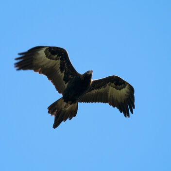 Wedge-tail Eagle - image #476705 gratis