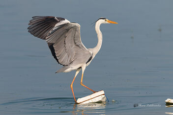 Balancing act by a Grey Heron - Free image #476805