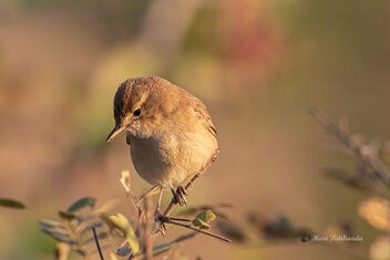 A Booted Warbler in the open bushes - Free image #476905