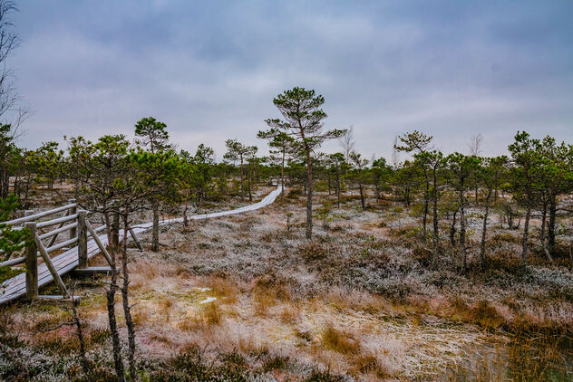 Swamp Scenery With Frozen Ground National Park - image #476925 gratis