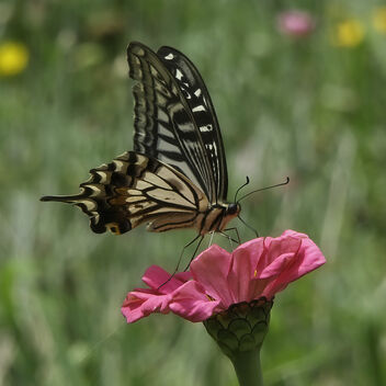 Chinese Yellow Swallowtail - image gratuit #477015 