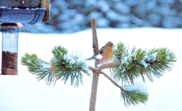 A winter visitor - Free image #477075