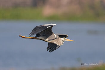 A Grey Heron in the wind - image #477115 gratis