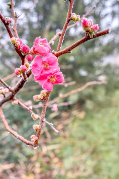 Frosty chinese quince - image gratuit #477525 