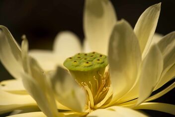 Lotus - Kostenloses image #477545