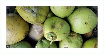 Fresh coconuts - Free image #477745