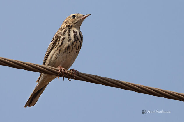 An Uncommon Tree Pipit - On a wire! - Free image #477795