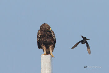 A Pesky Drongo Annoying a Greater Spotted Eagle - image #477895 gratis