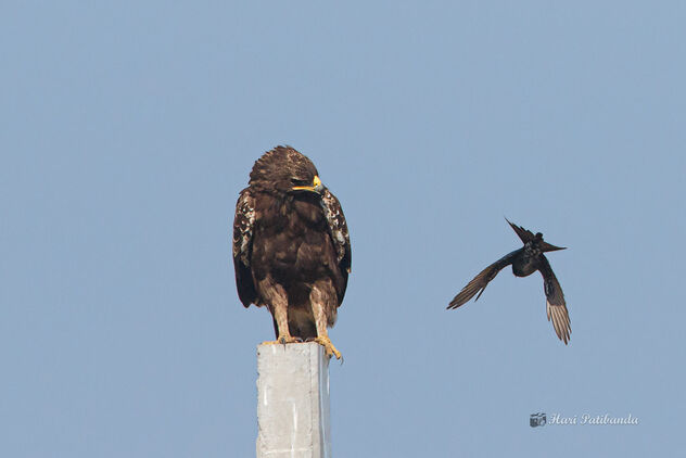 A Pesky Drongo Annoying a Greater Spotted Eagle - бесплатный image #477895