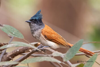 A Female Indian Paradise Flycatcher - Free image #478115