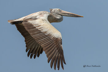 A Spot Billed Pelican in Flight - Kostenloses image #478255