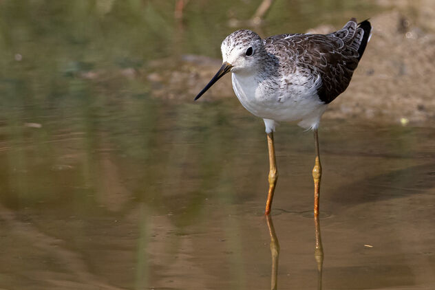 A Common Redshank in a marsh - Free image #478305