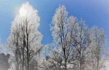 Frosty Birches - image #478385 gratis
