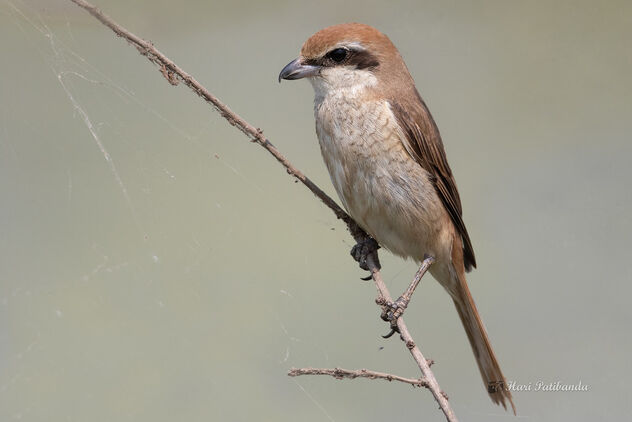 A Brown Shrike Surveying the area - Free image #478395